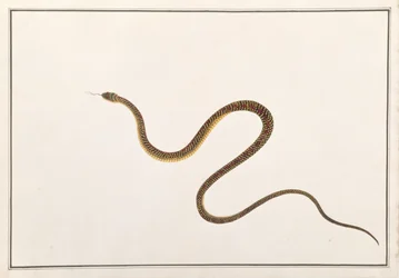 Serpent, de Dessins d